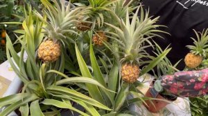 Как определить спелость ананаса карликового? Выращиваем мини ананас  Часть 1