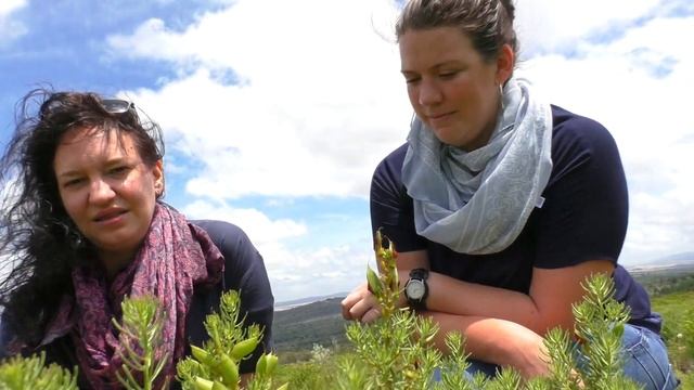 South Africa: Organic Honeybush Tea смотреть онлайн