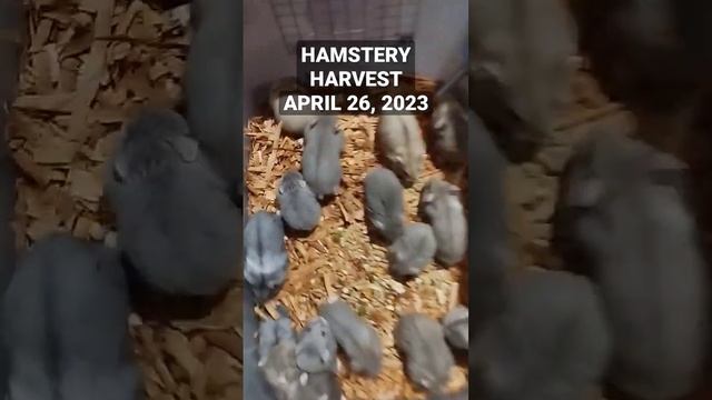 HAMSTERY HARVEST APRIL 26, 2023 DWARF HAMSTER #hamsterpet #pets #dwarfhamstershortvideo #hamster смотреть онлайн