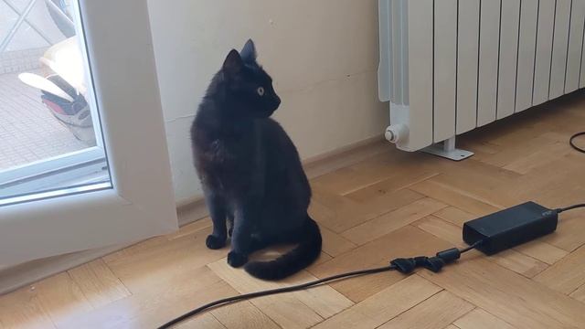 The Panka cat reacts to Umbra et Imago смотреть онлайн