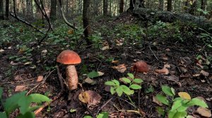 Черника и грибы. Шикарные подосиновики прячутся в зарослях черничника