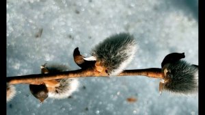 А  Ахматова  Есть в близости людей заветная черта #стихиолюбви #поэтысеребряноговека