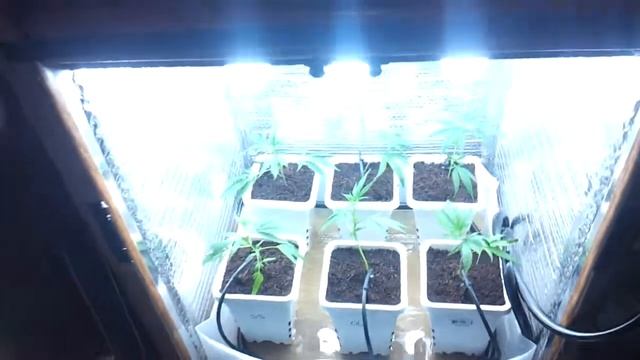 Cfl grow box 1100 watt equivaleng #1 смотреть онлайн