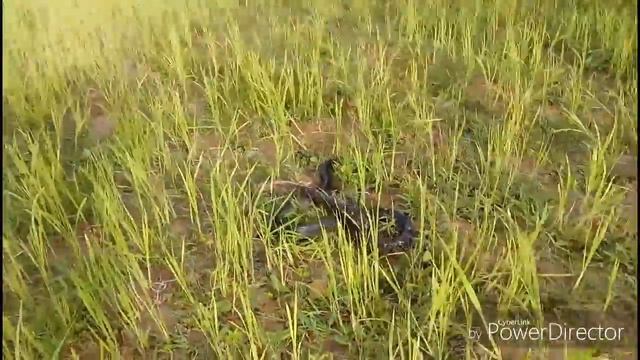 Awesome Snake Trap Using Fruit Plastic Foam Catch Many Snakes By Smart Boys смотреть онлайн