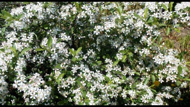 Б  Пастернак  Определение поэзии #стихиопоэзии #поэтысеребряноговека