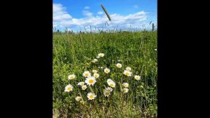 Н  Заболоцкий  Я воспитан природой суровой #стихиородине  #поэты20века