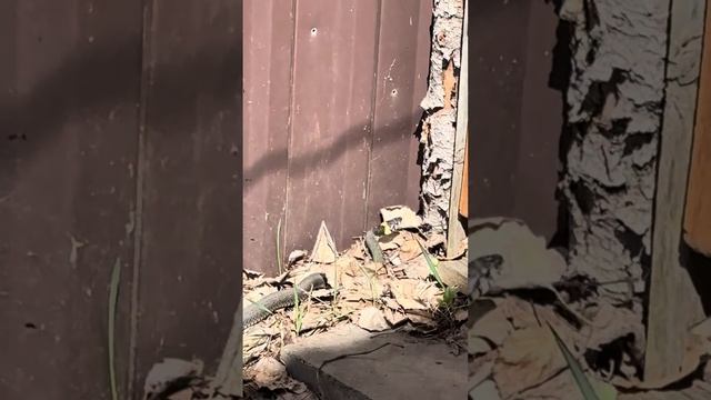 Как выглядит уж смотреть онлайн