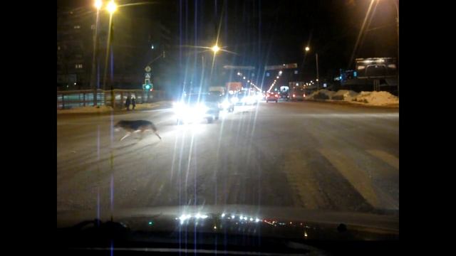 Собаку чуть не задавили