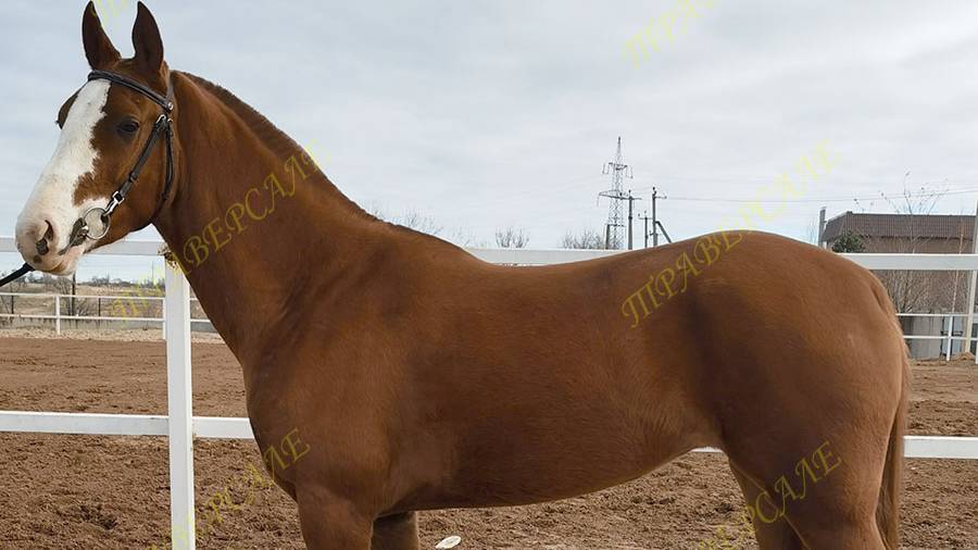 5353-4 Ахалтекинская кобылка