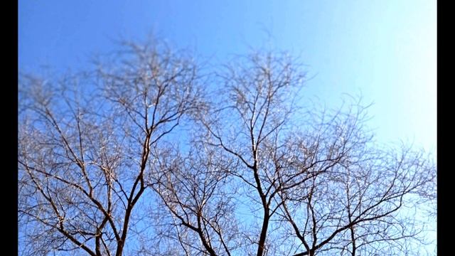 Б  Пастернак  Весна, я с улицы, где тополь удивлён #стихиовесне#поэтысеребряноговека