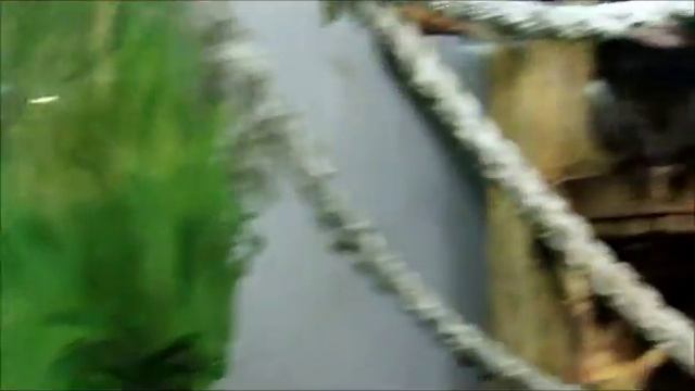 Малыш мартышки Бразза 23.12.17г смотреть онлайн