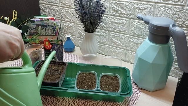 Сеем Лаванду на рассаду..Два Способа Посева:стратификация 2 недели и Быстрая стратификация..🪻 смотреть онлайн