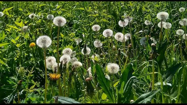 Игорь Северянин  Поэза о людях #философскаялирика #поэтыСеребряноговека