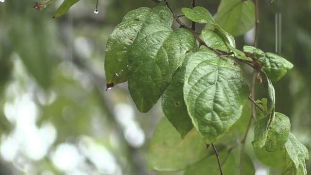 Rain Sounds For Sleeping Or Studying ️ White Rain Noise 3 Hours  ☂