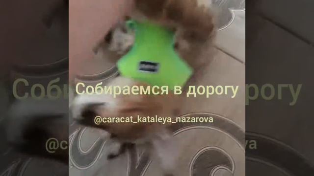 в дорогу готовы? каракет ф1 Айседора Каталея смотреть онлайн