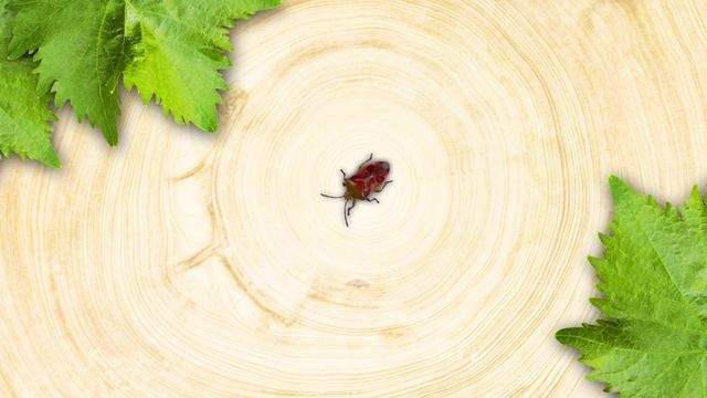 CAT GAMES - Catching a Stink Bug (VIDEOS FOR CATS TO WATCH) 60FPS 4K смотреть онлайн