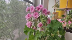 Ю Мерлизон 2 и мои пеларгониевые джунгли #пеларгония