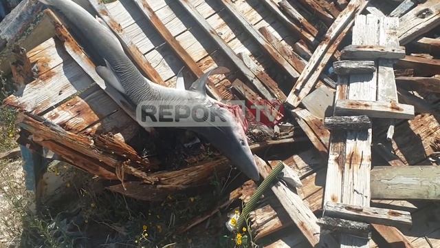 Report TV - 3 metra i gjatë, peshkaqeni dhelpër bie në rrjetat e peshkatarëve në Vlorë смотреть онлайн