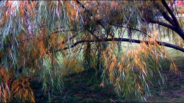 Лариса Миллер  Шуршат осенние дожди #философскаялирика #современнаяпоэзия#стихиобосени