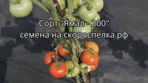 Томат «Ямал 200» урожайный с дружным созреванием плодов Завязывает их при пониженных температурах