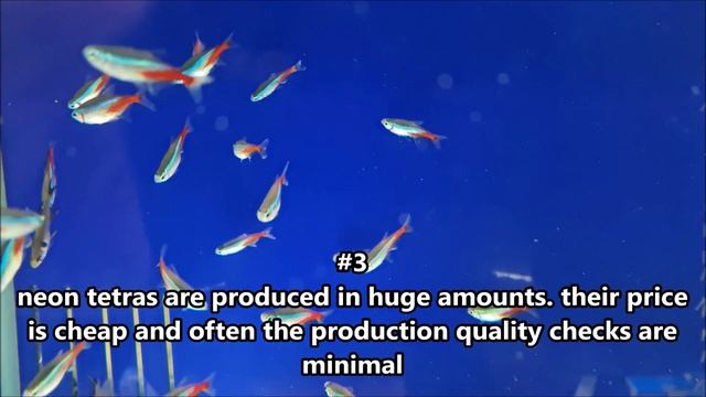 Why are my neon tetra keep dying? Why neon tetra die? top reasons why neon tetra fish get sick смотреть онлайн