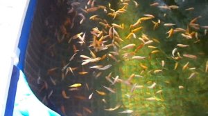 Карп Кои от икры до малька (15 см. за 5 месяцев).