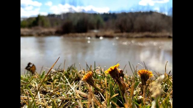 А  Ахматова  Сжала руки под тёмной вуалью #стихиолюбви #поэтысеребряноговека