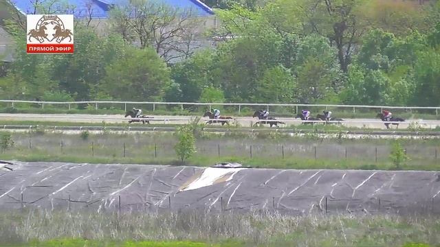 28.04.2024 - Приз Открытия скакового сезона на лошадях 3-х лет чист. верх. породы - Темуджин смотреть онлайн