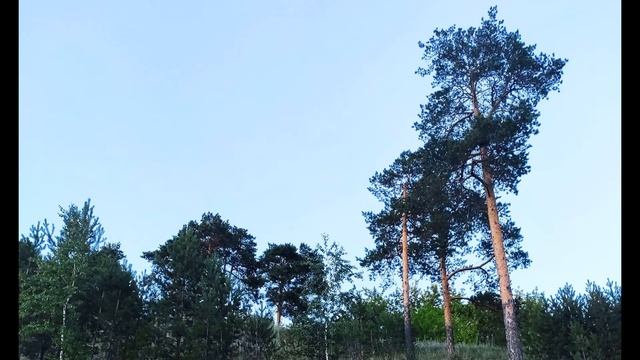 Р Рождественский  Не убий!  в полумраке  #философскаялирика #поэты20века