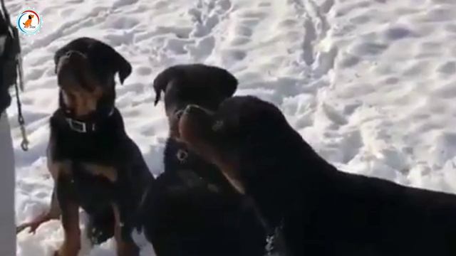 Things Only Rottweiler Owners Know / Rottweiler dog breeds смотреть онлайн