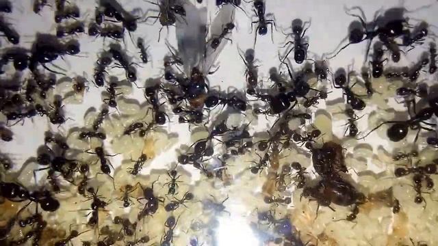 Messor barbarus #5 смотреть онлайн
