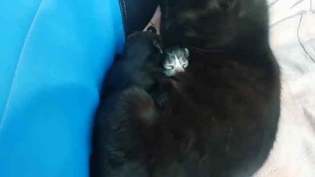 Оставил окно в машине открытым - вот тебе подарочек смотреть онлайн