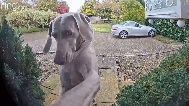 Smart Dog Locks Herself Outside But Knows How to Get Back In | RingTV смотреть онлайн