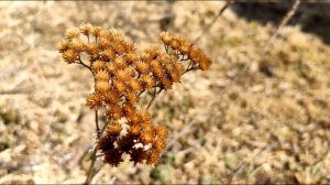 А  Ахматова  Он длится без конца -  янтарный, тяжкий  день #стихиолюбви #поэтысеребряноговека