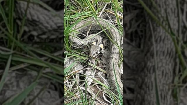 Интересные факты об Уже смотреть онлайн