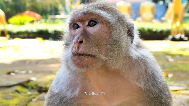 family of monkey Emila, so cute baby Emilo look to very smart смотреть онлайн