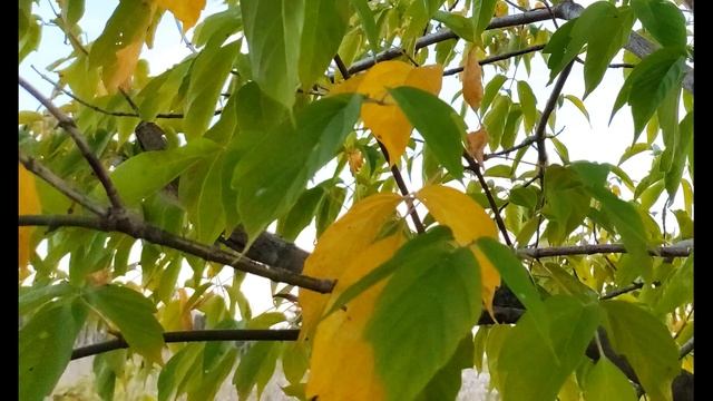 А Вознесенский  Женщина в августе #стихиоженщине  #поэты20века