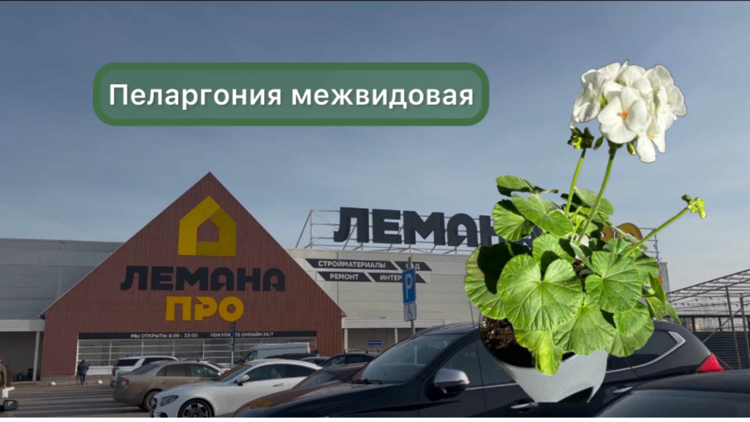 Пеларгония межвидовая. Прогулка по лемано про.