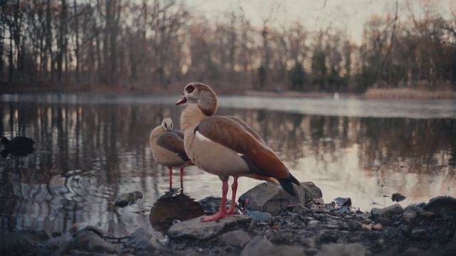 [4K] Voigtländer 35mm 1.4 Nokton Classic For Video?