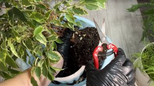 Фикус! Реанимация фикуса, даже самый чахлый цветок оживет и станет пышным