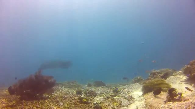 Manta Rays in Komodo смотреть онлайн