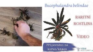 Bucephalandra belindae