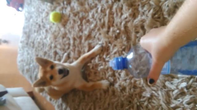 SHIBA INU - Our young mini Hachikó смотреть онлайн