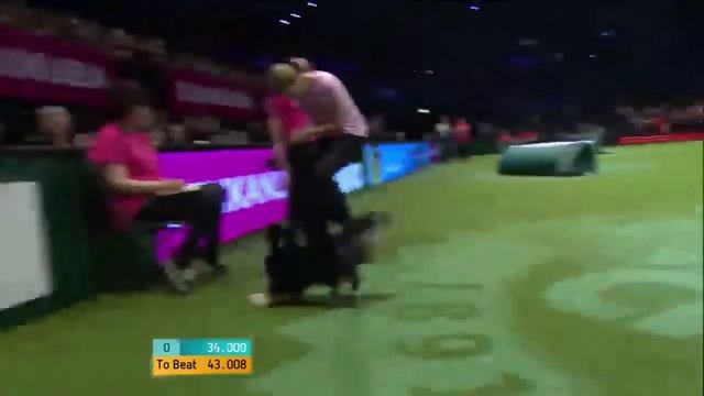 Crufts 2016 - ZAZ смотреть онлайн