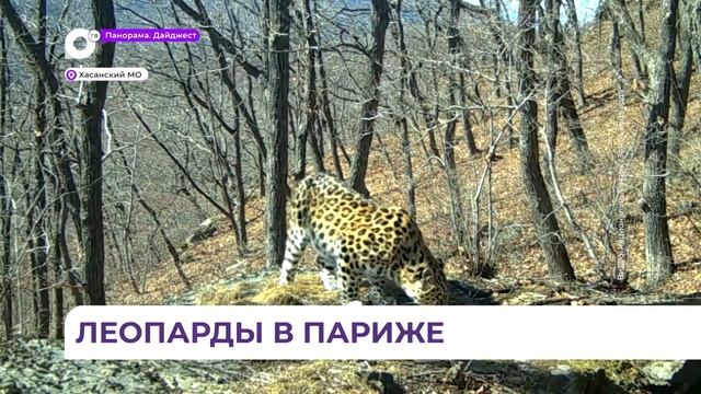 Сразу четыре дальневосточных леопарда отправятся в Париж смотреть онлайн