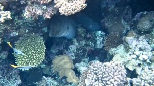 Гигантская мурена. Красное море. Шарм-эш-Шейх. Шаркс-Бей. 2024