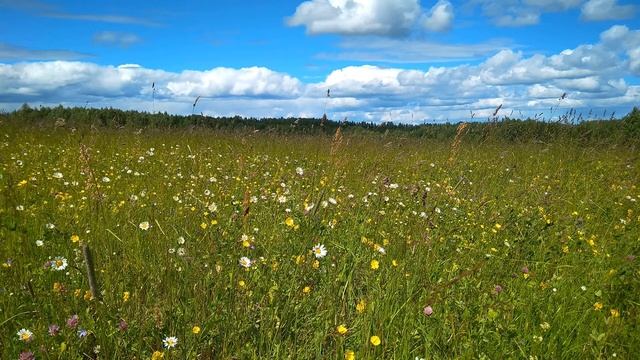 К Бальмонт  Песня без слов #стихиосчастье #поэты20века #поэтыCеребряноговека