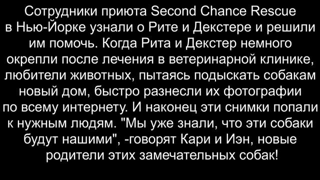 Собаки испугались смотреть онлайн