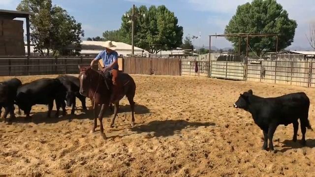 Wisehart Cutting Horses Boon Too Suen 2yr old filly смотреть онлайн