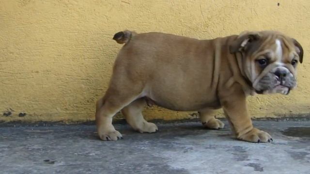 Fanaia Keller Bulldog Ingles, Tyler. www.criaderofk.com смотреть онлайн